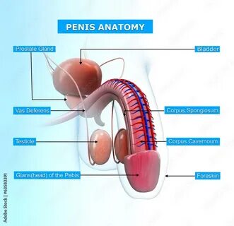 Загрузите стоковую иллюстрацию «Anatomy of penis with names»  и оз...