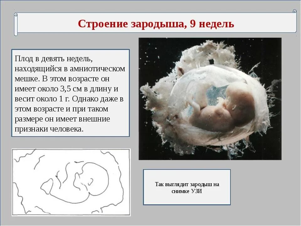 Кровь на 9 неделе. Размер эмбриона на 9 неделе. 9 Недель беременности размер плода. Размер эмбриона на 8-9 неделе беременности.