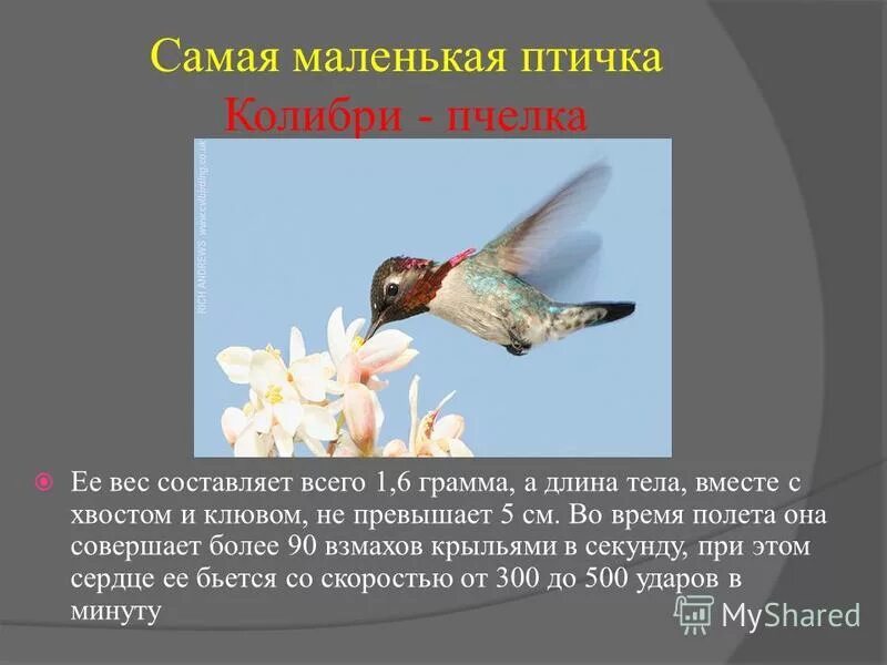 колибри сколько взмахов крыла. колибри сколько взмахов крыла. винногорлая колибри. колибри сколько взмахов крыла. колибри взмах крыльев.