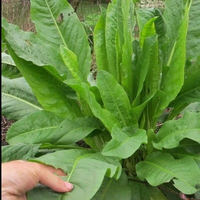 Как выглядит щавель форма половых. Щавель шпинатный. rumex patientia растение. растение щавель шпинатный. ревень конский щавель.