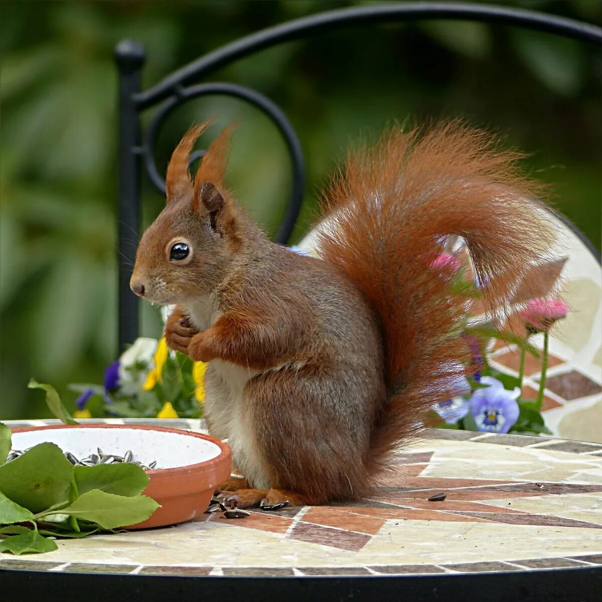 белочка лечение. белочка врач. белочка лечение. белочка лечение. белочка красноярск.