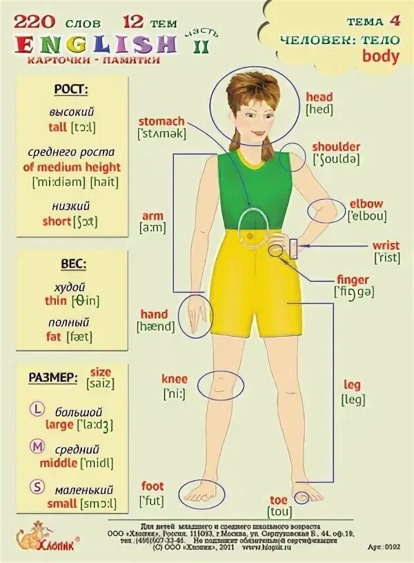 Части тела человека по английскому языку с переводом. Английские слова части тела. Как будет язык человека на английском. Как будет язык человека на английском. Как будет язык человека на английском.