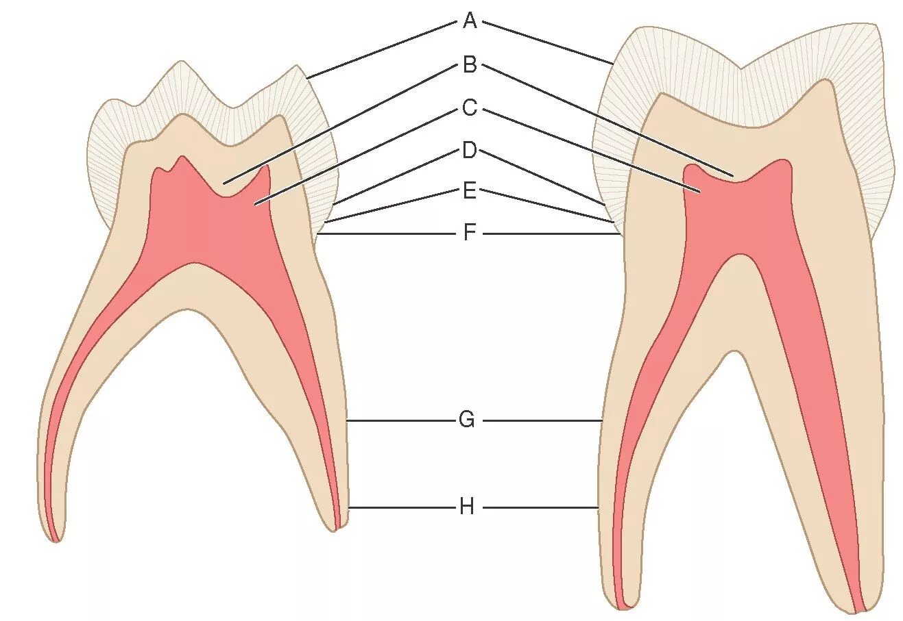 Строение пульпы молочного зуба. Пульпа молочных зубов строение. Пульпа коронки и корня зуба.