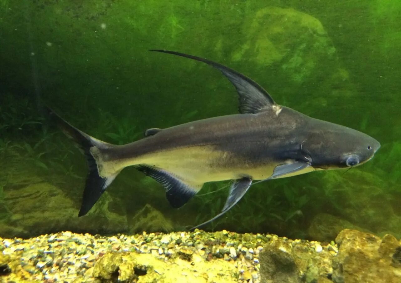 Акулий сомик пангасиус. Акула сом. Аквариумная акула пангасиус. Акулий сомик пангасиус. Акулий сомик аквариумная рыбка.