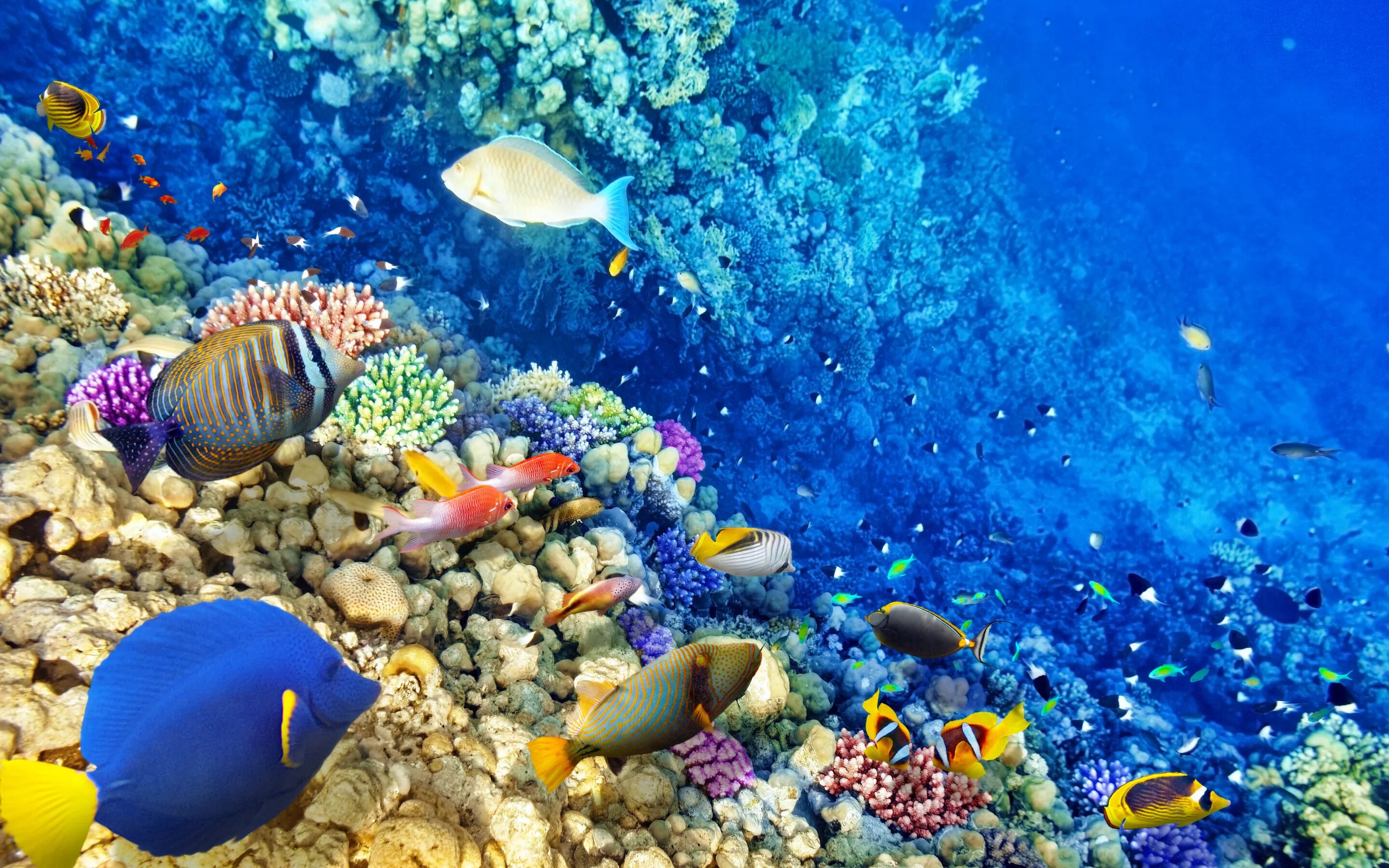 Ocean inside