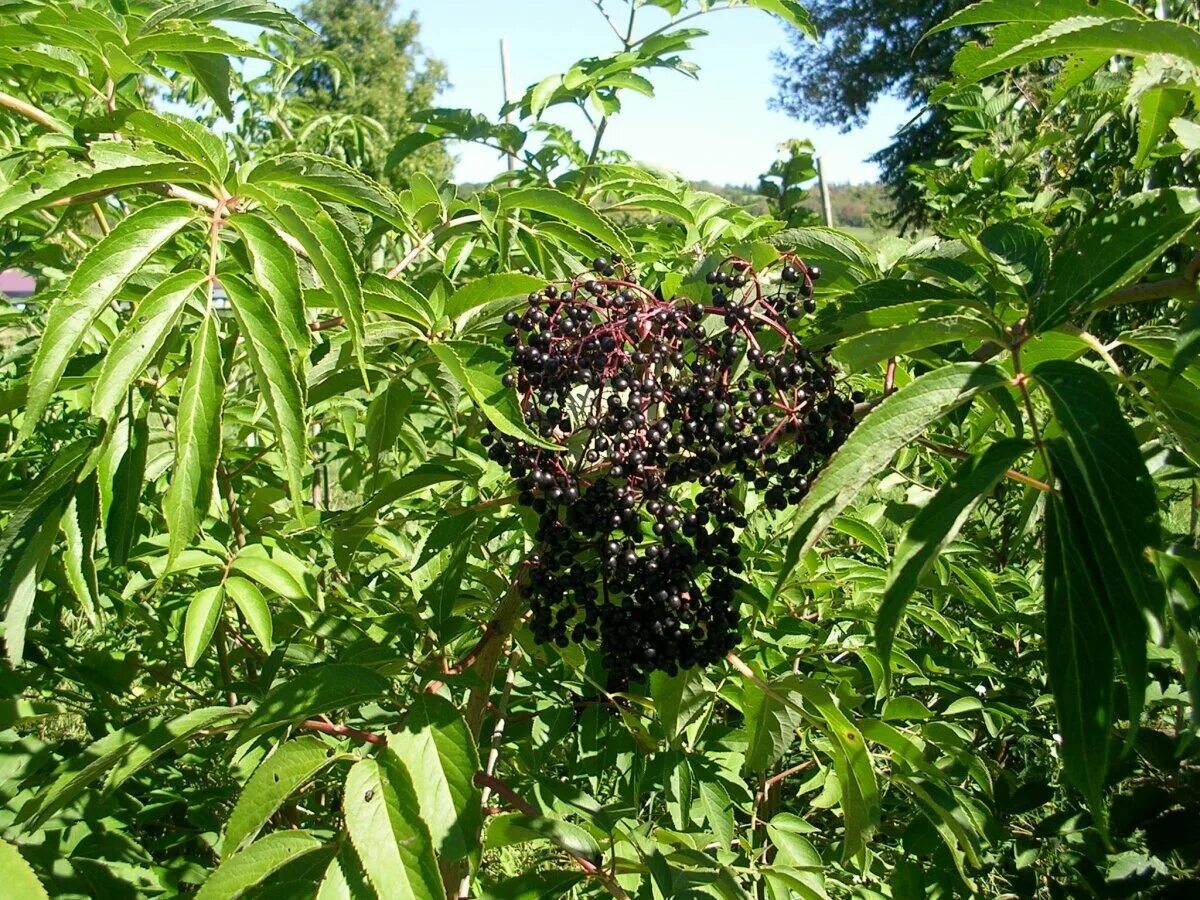 Бузина черная сорта. Бузина чёрная. Бузина Sambucus nigra. Бузина черная (Sambucus nigra). Бузина (черная, травянистая, красная).