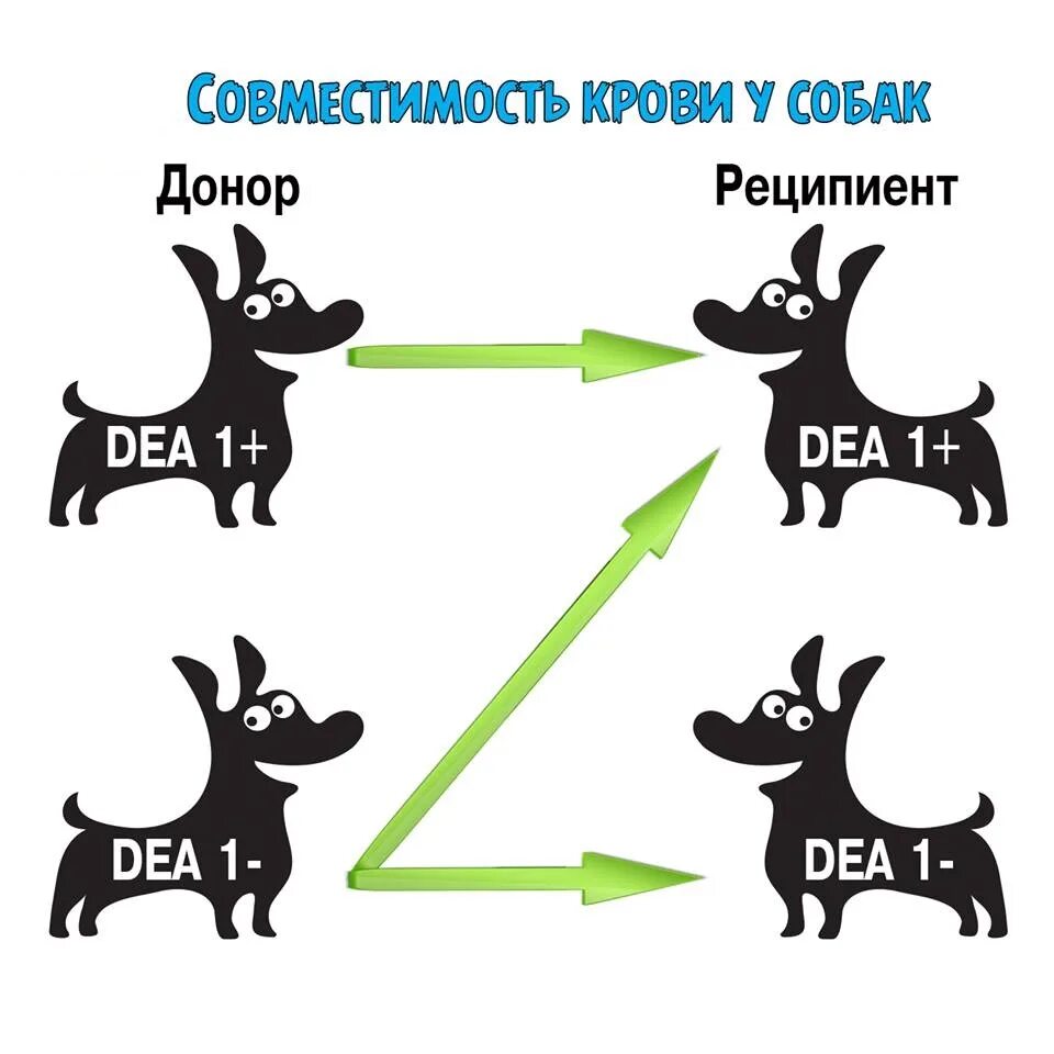 Группа крови у собак. У собак есть группа крови. Группы крови у собак и кошек. Группы крови у собак совместимость. Группы крови собак таблица.