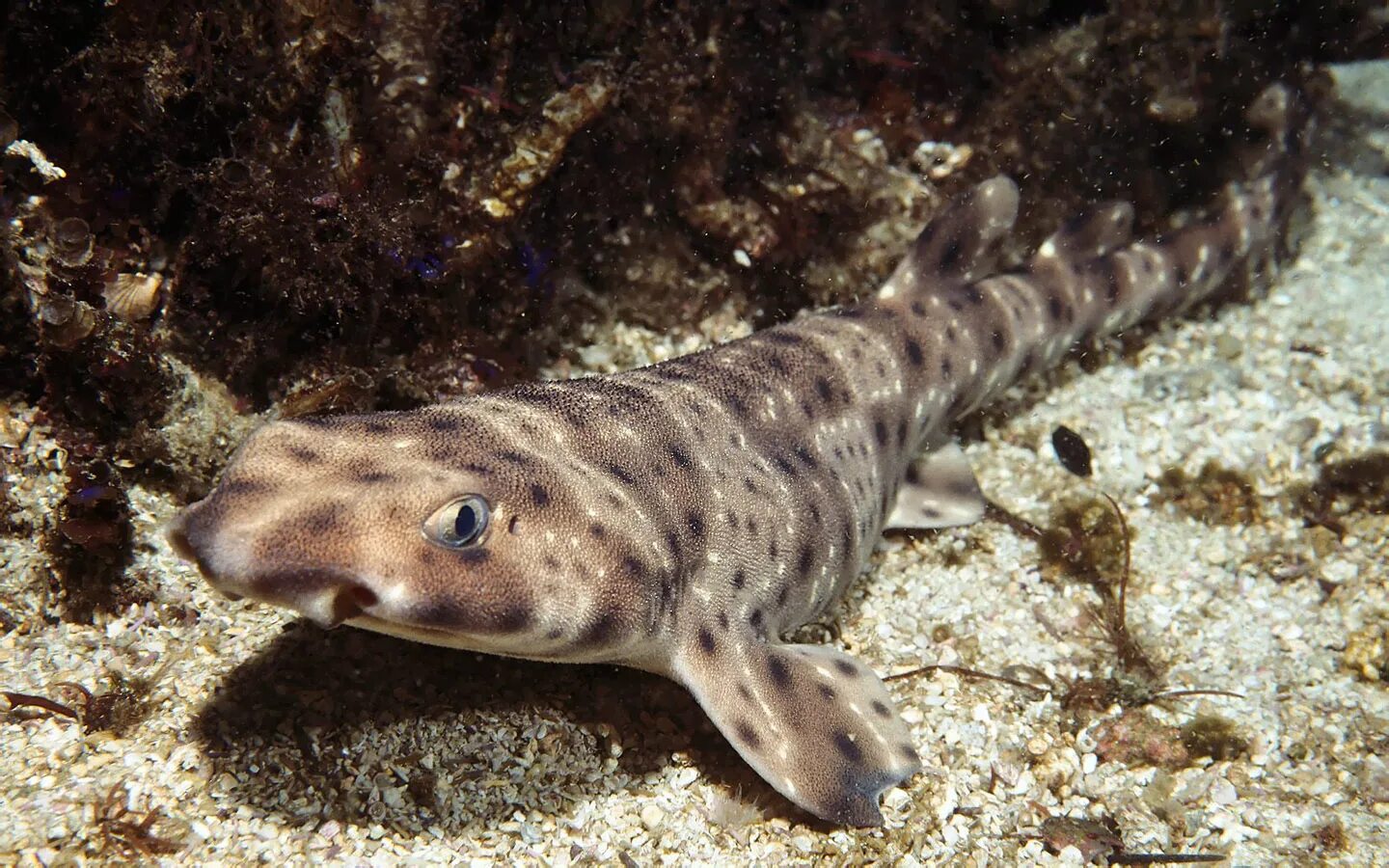 Cat shark. Глазчатая Кошачья акула. Кошачья акула сциллиум. Cephaloscyllium ventriosum. Калифорнийская раздувающаяся акула.