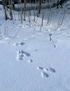 Видны заячьи
