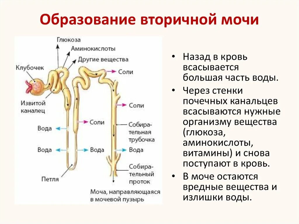 Процесс образования первичной и вторичной мочи. Процесс мочеобразования первичной и вторичной мочи. Первичная и вторичная моча где образуется и состав. Механизм образования первичной мочи схема.