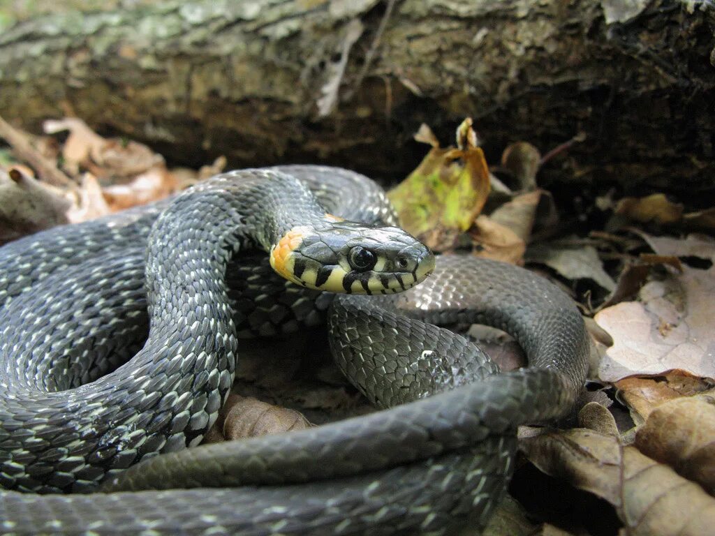 Grass snake. Обыкновенный уж Natrix Natrix. Обыкновенный уж (Natrix Natrix l.). Серпентарий гадюка обыкновенная. Колхидский уж.