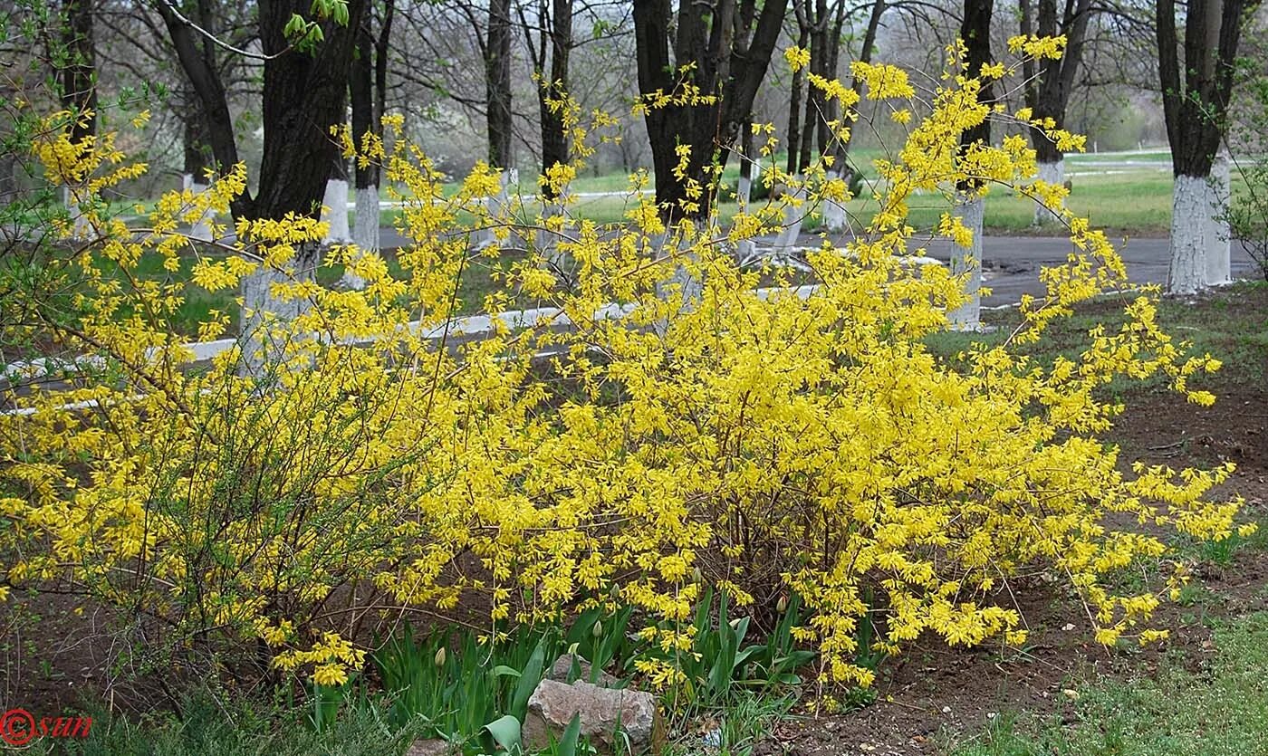 Форзиция европейская — Forsythia europaea. Форзиция яйцевидная. Форзиция Линвуд. Форзиция Медоуларк. Кусты цветут весной желтым цветом