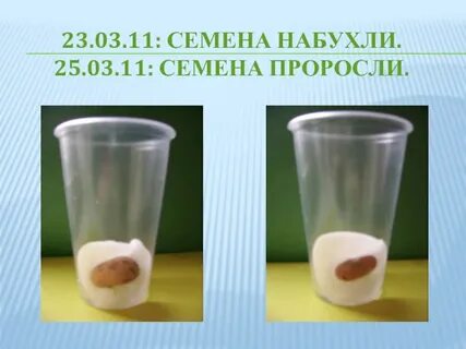 Набухание семян при прорастании
