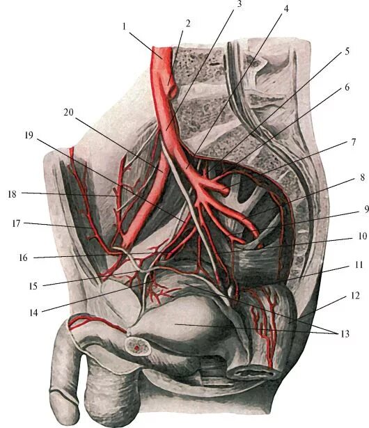 Подвздошная артерия анатомия. Запирательная артерия топография. Подвздошные сосуды анатомия. Подвздошная Вена анатомия. Кровообращение малого таза у женщин