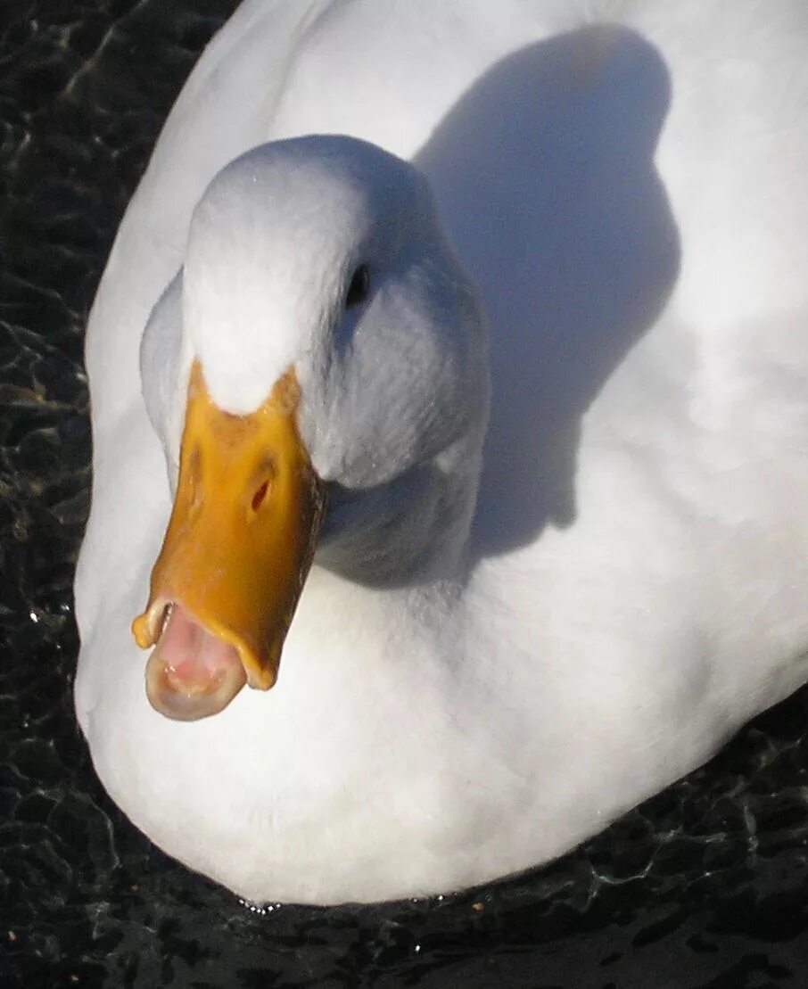 Огарята утки. Утка света. Утка света. Утка селезень утята. Утиная семейка огари.