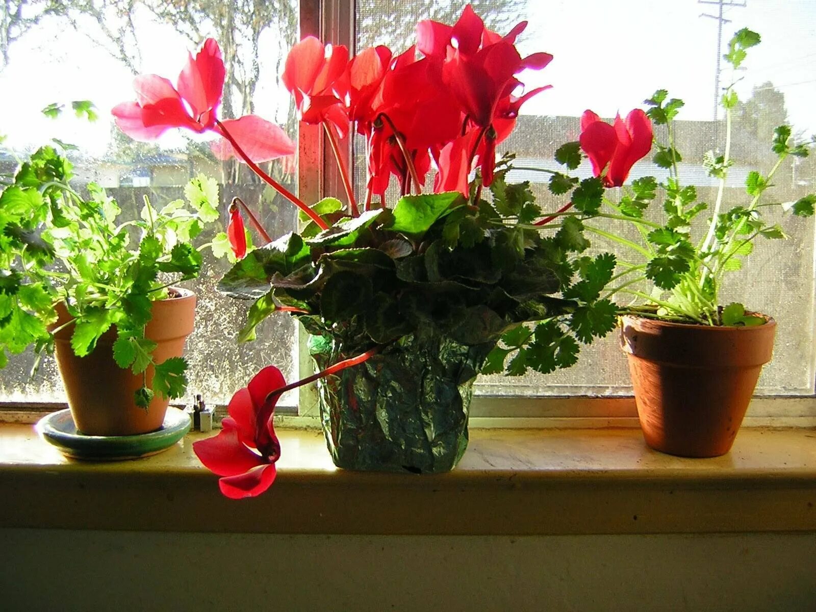 Домашние цветы любящие солнце. Цикламен патио. Цикламен и каланхоэ. Цветы каланхоэ цикламен. Цветок в горшке на окне.