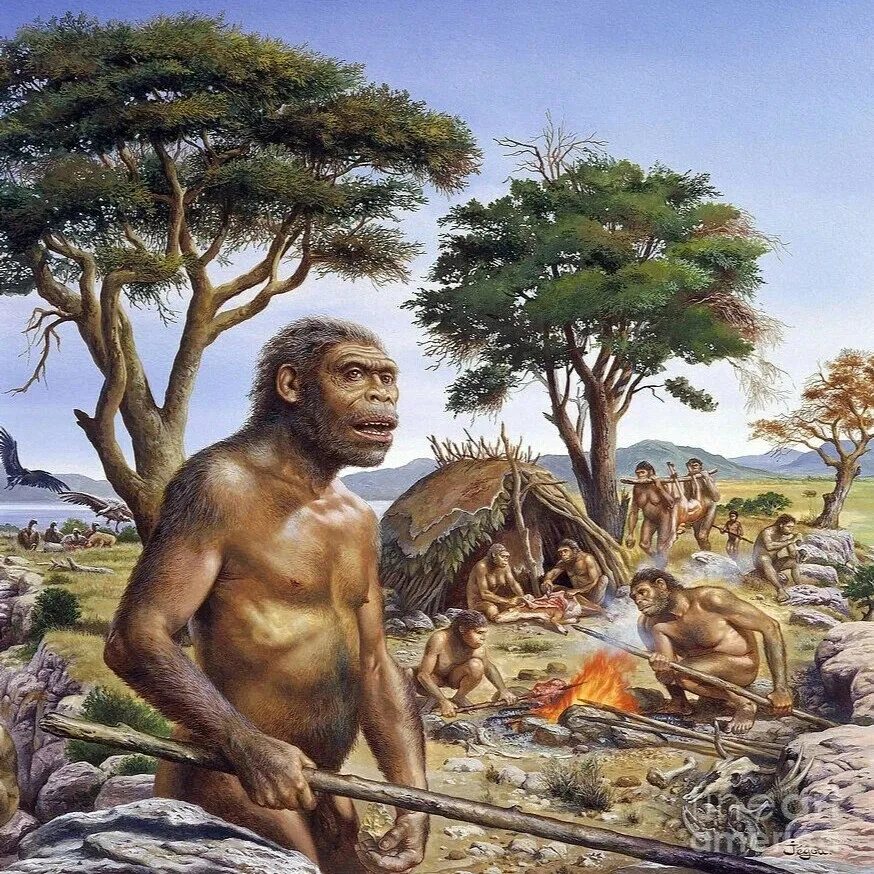 Человек прямоходящий homo Erectus. Хомо хабилис эпоха. Архантропы (homo Erectus). Человек прямоходящий Африки homo Erectus.