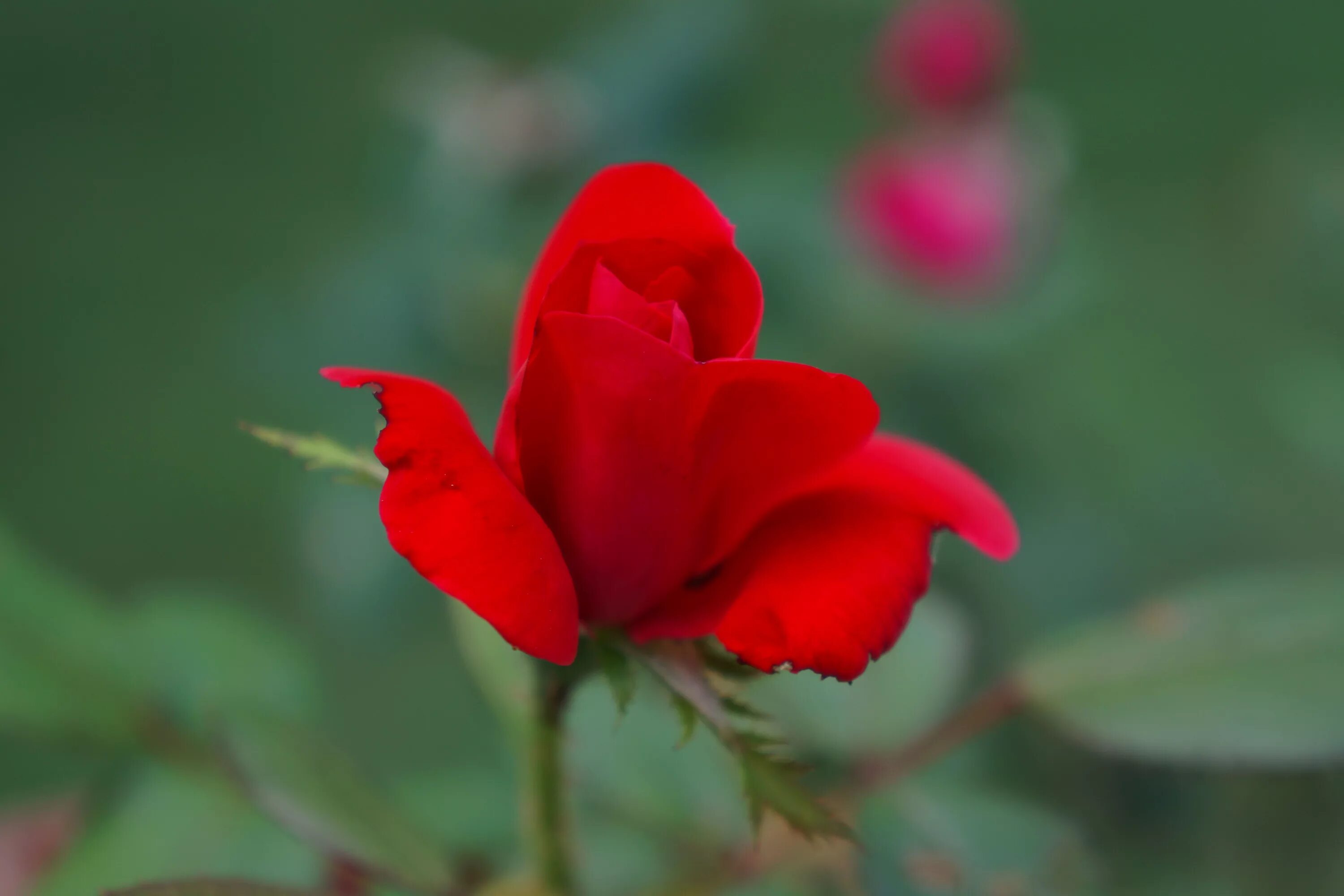 Красный цветок. Маленькие красные цветы. Красные бутоны. Бутон красной розы.