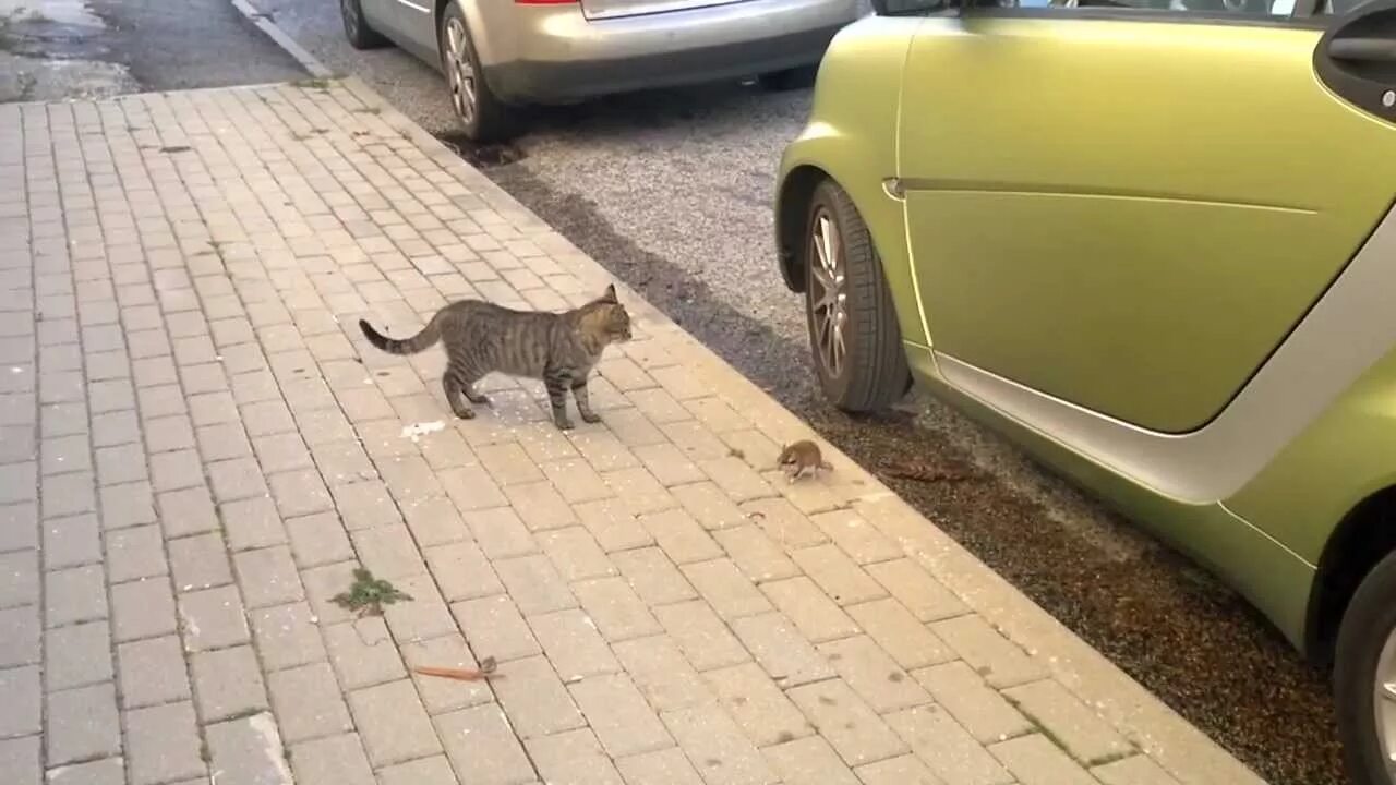 Коты против мышей. Кот нападает.