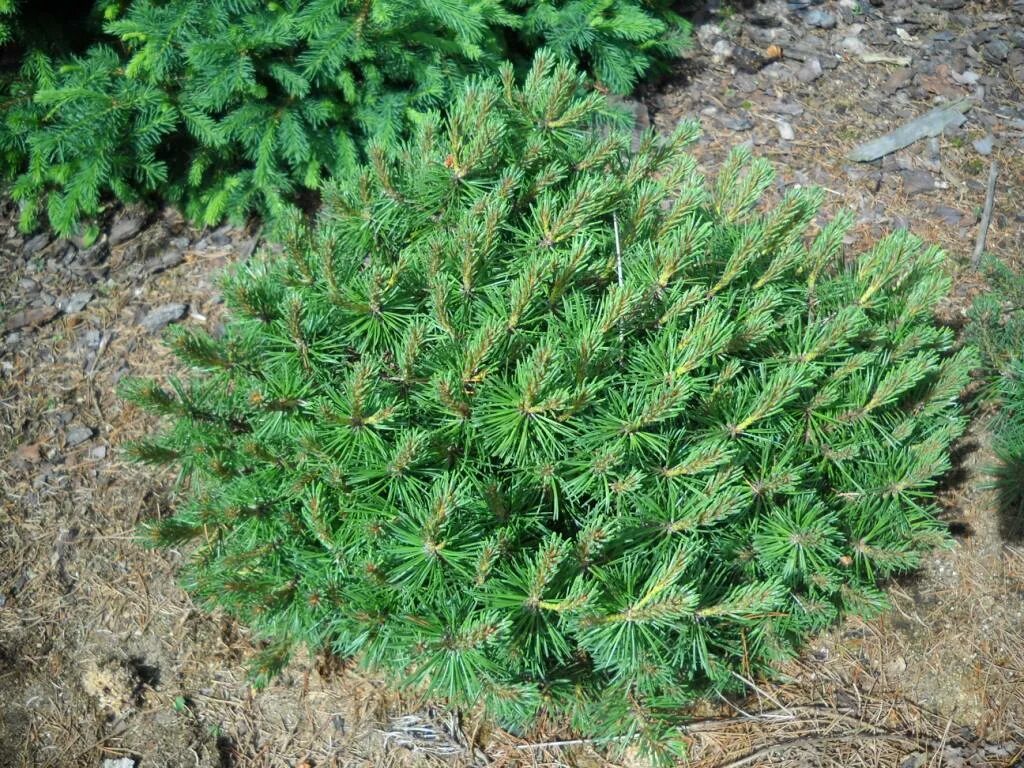 Сосна Горная Lilliput. Сосна mugo Benjamin. Сосна Горная унцината. Pinus mugo Benjamin. Сосна горная карликовая