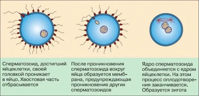 Какое оплодотворение у млекопитающих. Схема яйцеклетка и сперматозоид зигота. Этапы оплодотворения схема. Стадии фазы оплодотворения. Схема оплодотворения яйцеклетки.