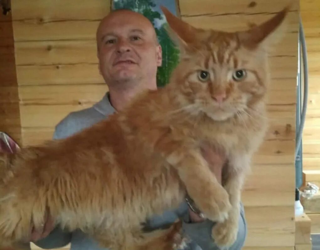 Хозяин красноярского края. Порода кота Геннадия Петровича.