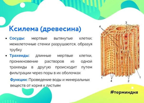 Проводящие ткани огэ. Строение тканей растения егэ. элементы строения растительных тканей. ткани растений егэ биология. строение растительной ткани.