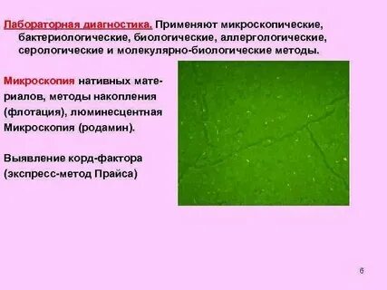 Пцр на микобактерии туберкулеза