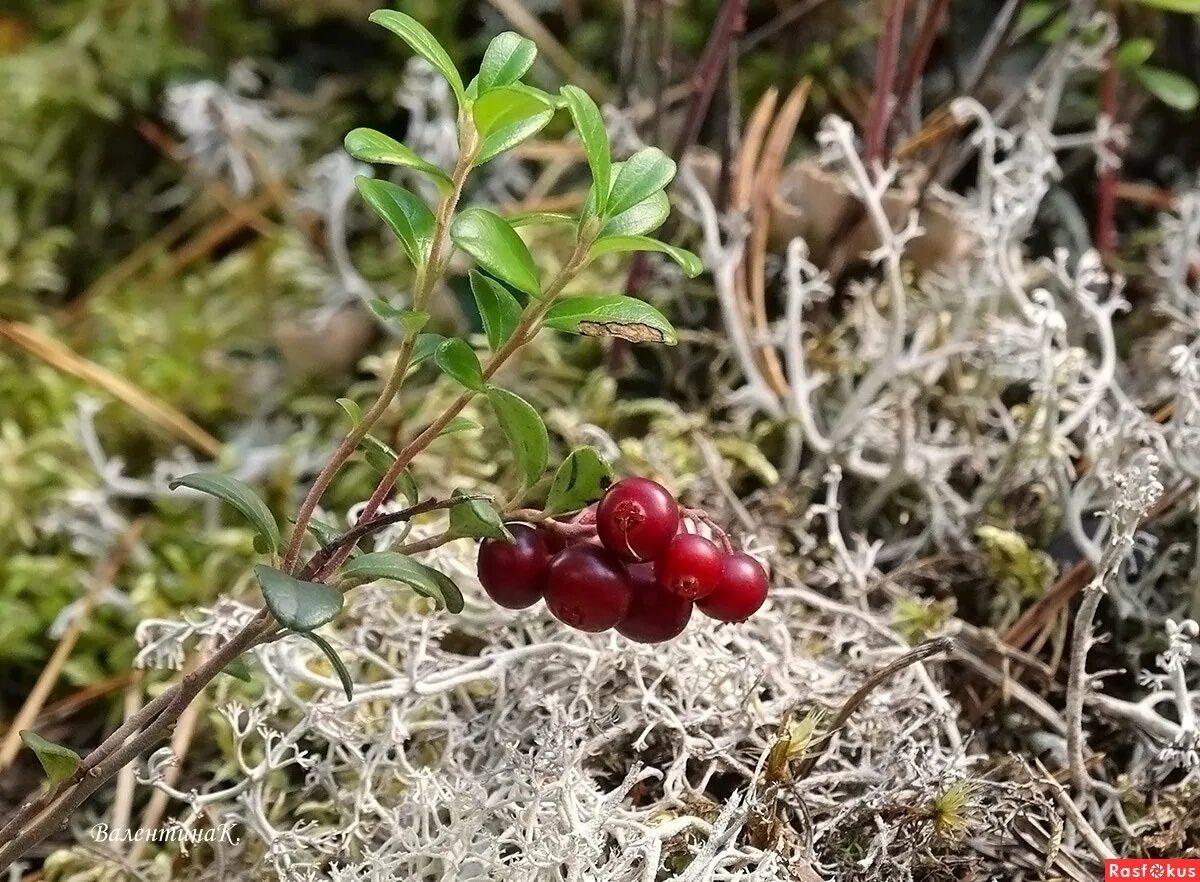 Ягель в тундре. Таежный ягель. Брусника кустарника тундра. Ягель на чукотке. Растения тундры тайги.