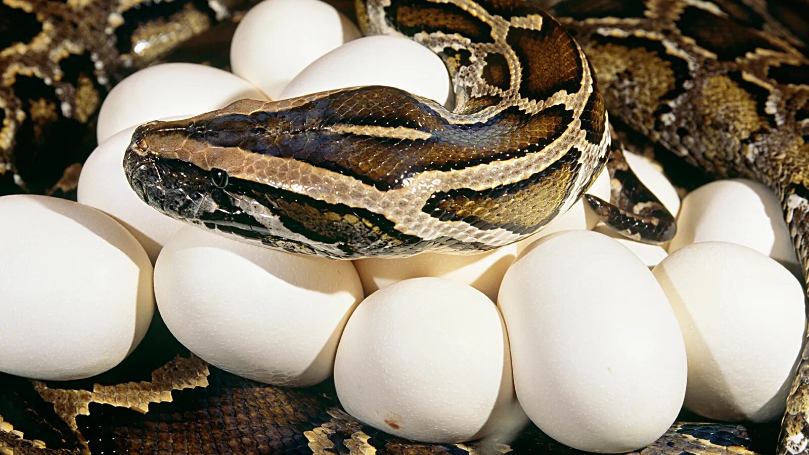 Какие яйца змей. Змея тигровый питон. Самка тигрового питона высиживает яйца.