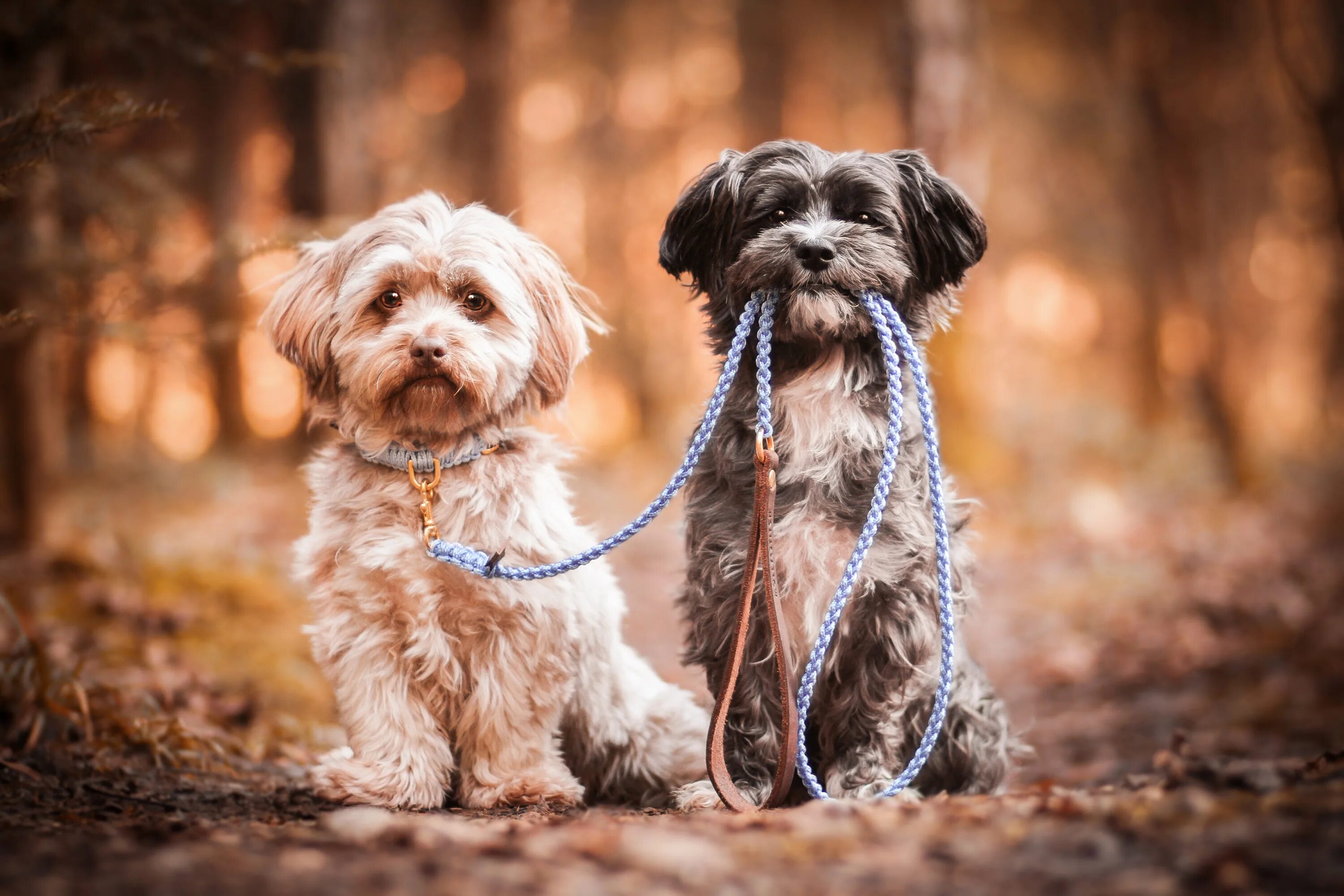 We two dogs. Две собаки. Влюбленные собачки. Щенок с поводком. Собачки несколько.