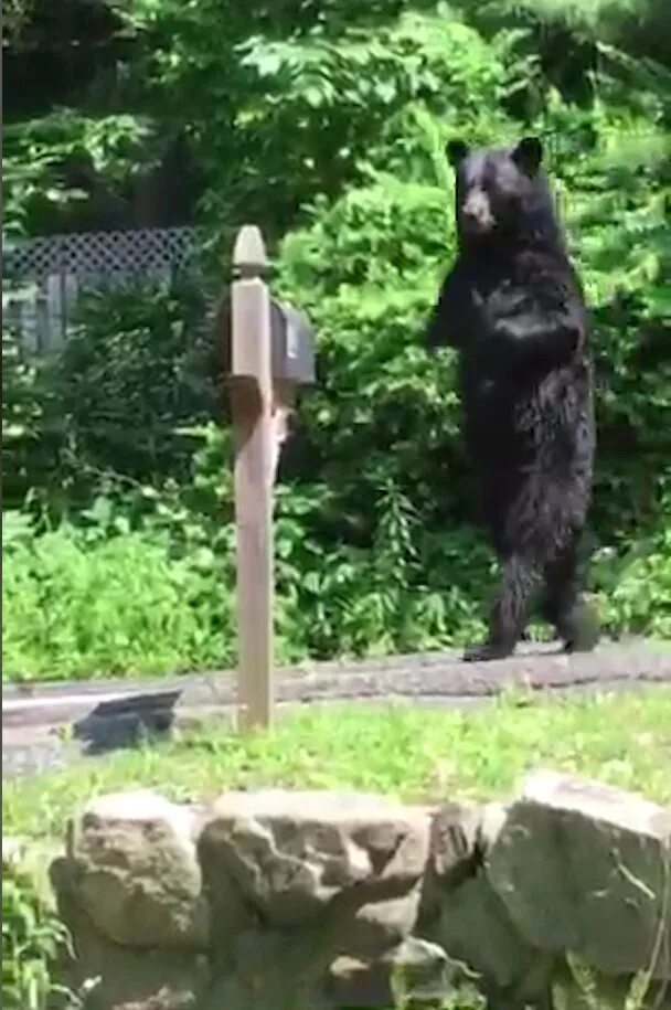 Bears walk. Walking bear.