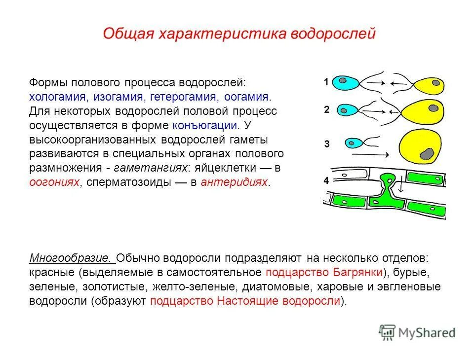 оогамия. образуют подвижные гаметы. оогамия. изогамия гетерогамия оогамия. оогамия.