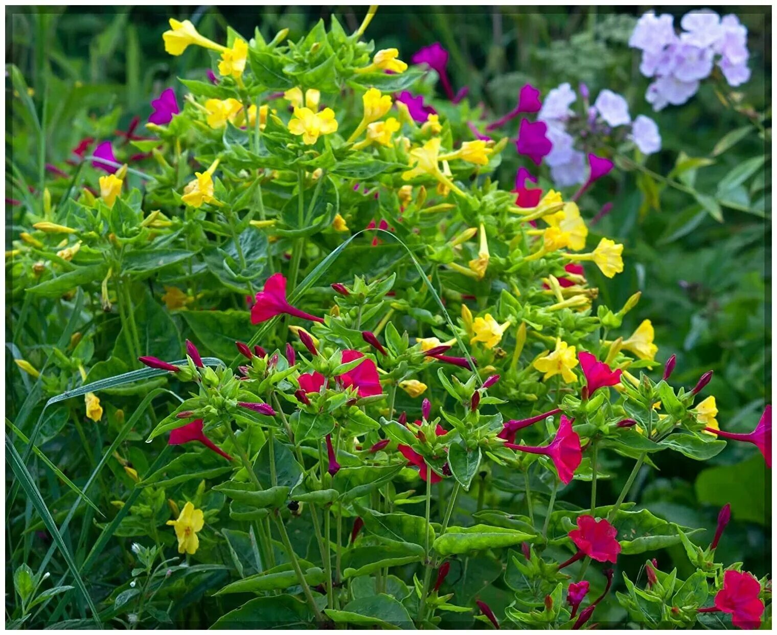 Растения медоносы: Buddleja Grand Cascade-Буддлея Гранд Каскад
