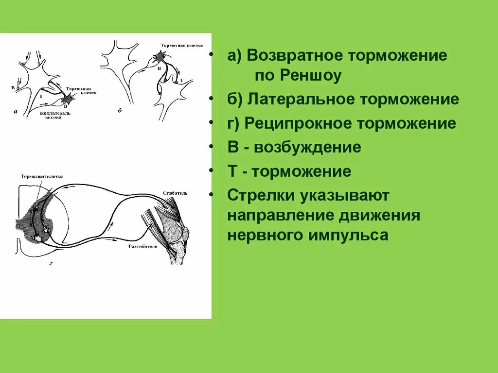 Возвратное торможение клетки Реншоу. Возвратное торможение физиология. Тормозные клетки Реншоу. Схема возвратного торможения. Возвратное торможение