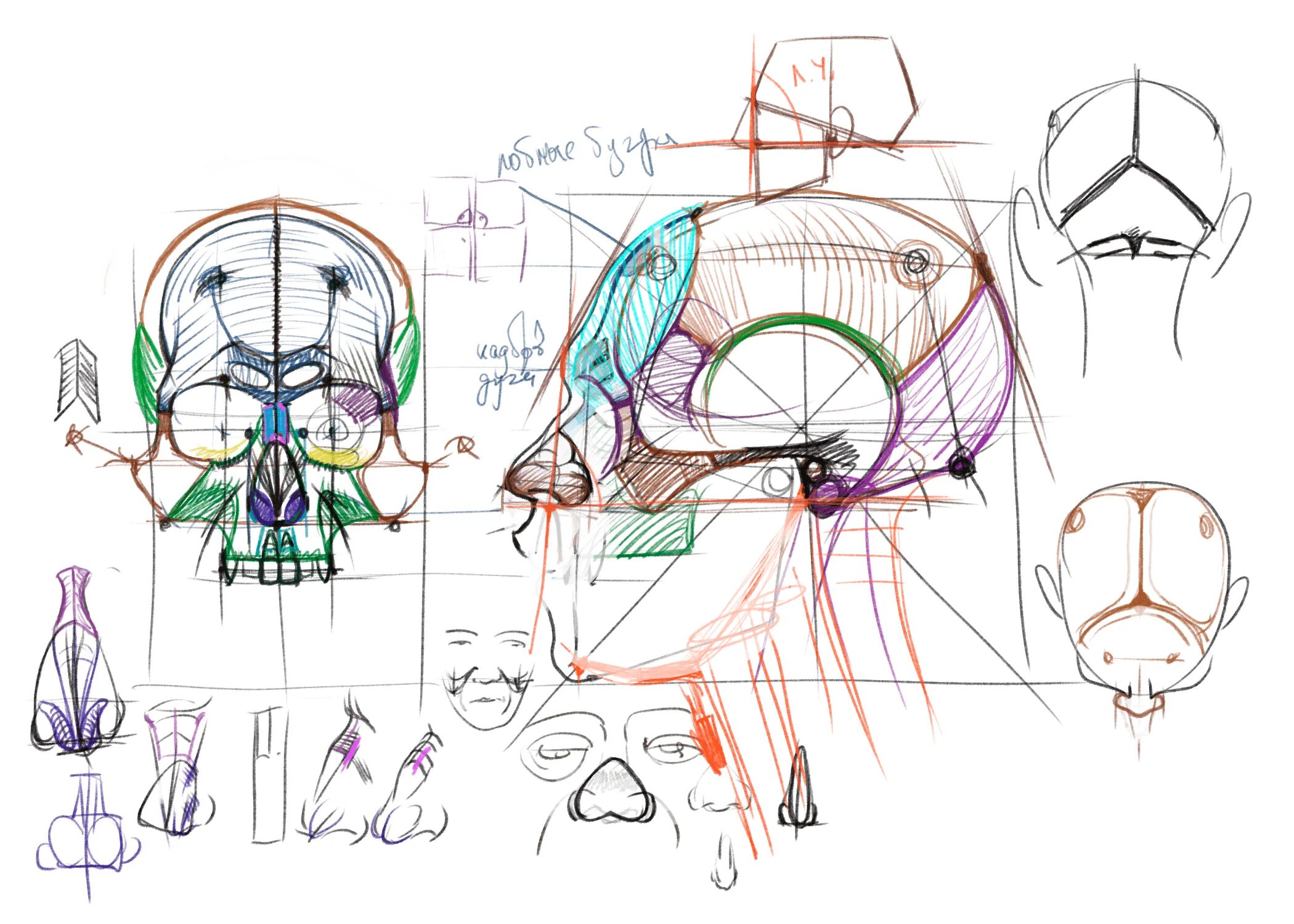 Рыжкин голова. Анатомия черепа Рыжкин. Череп человека Готфрид Баммес.