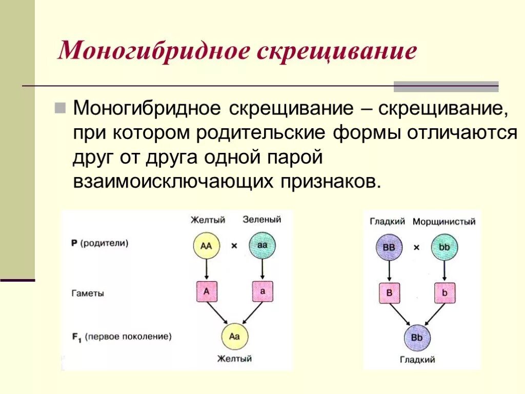 Характеристика моногибридного скрещивания. Моногибридное скрещивание 1:1. Генетика моногибридное и дигибридное скрещивание. Дигиьритные и моногибритные. Моногибридное скрещивание генотип.