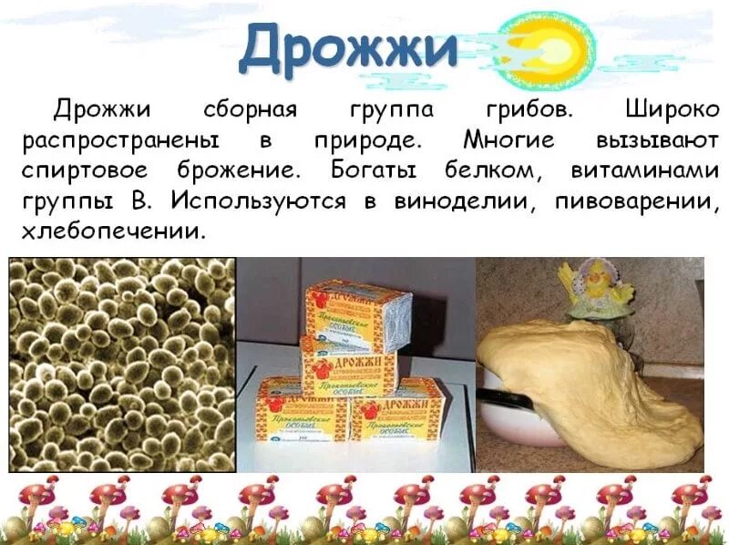 Почему дрожжи незаменимы в хлебопечении. Дрожжи. дрожжи грибы. дрожжи презентация. дрожжевые грибы в природе.