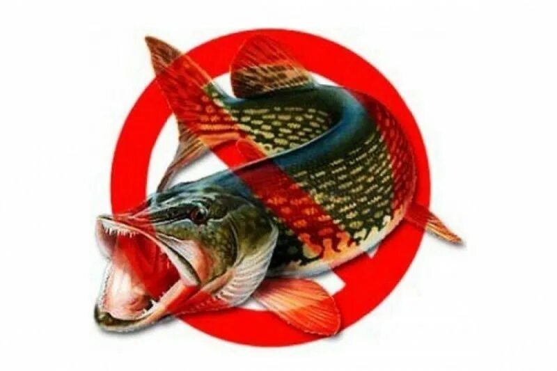 Запрет на рыбалку. Щука запрет. Запрет на ловлю щуки. Запрет на вылов щуки.