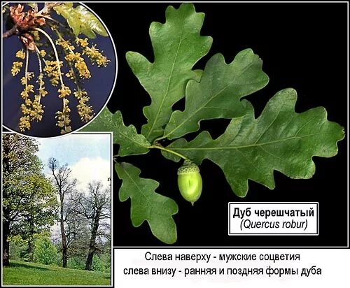 Дуб черешчатый Quercus Robur соцветия. Дуб обыкновенный (Quercus Robur l.). Дуб черешчатый на латыни название. Дуб черешчатый морфология. Диаметр дуба черешчатого