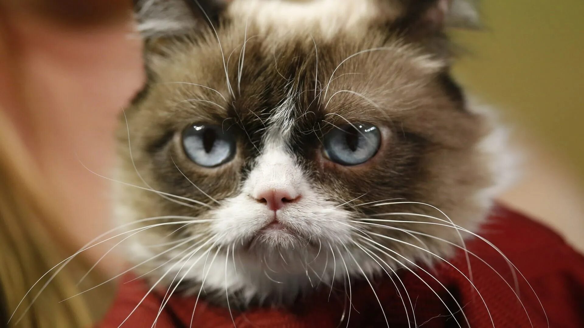 Грампи. Грампи кэт порода. кот грампи grumpy. недовольный кот grumpy cat. grumpy cat соус тартар.