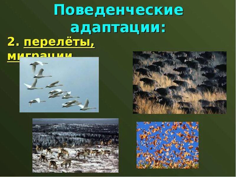 Поведенческие адаптации примеры животных. Поведенческие адаптации животных. физиологические и поведенческие адаптации. поведенческие приспособления растений. поведенческие адаптации примеры.