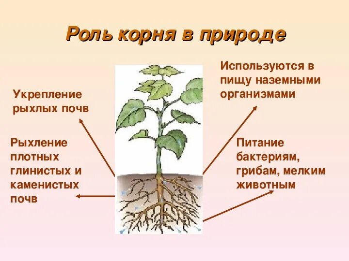 Какое значения корня. Корень биология 6 класс. Значение корня. Презентация по теме корень.