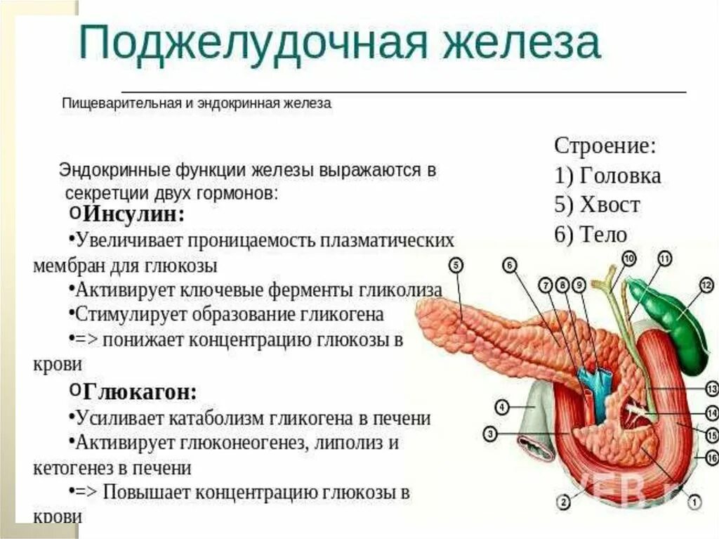 Поджелудочная железа анатомия структура. Поджелудочная железа строение и функции. Поджелудочная железа расположение строение гормоны. Функция поджелудочной железы таблица биология.