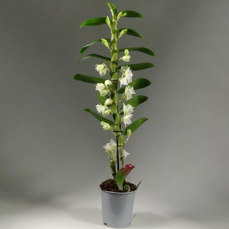 Орхидея Дендробиум Нобиле. Дендробиум Нобиле белый. Орхидея Dendrobium. Орхидея Дендробиум белая.