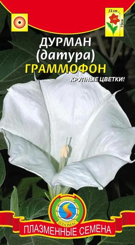 Датура дурман. Дурман балерина смесь. Дурман обыкновенный семена. Датура дурман пурпурный рыцарь. Дурман семена цветов.