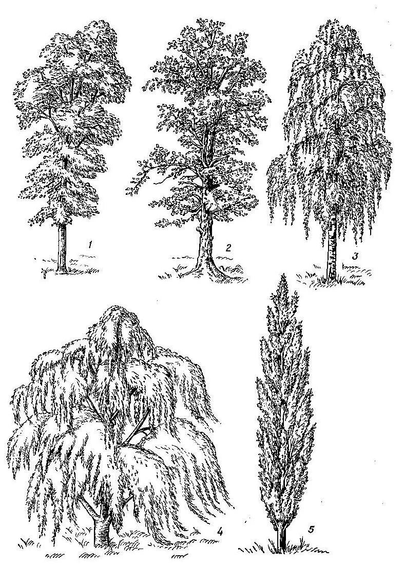 Корни лиственных деревьев
