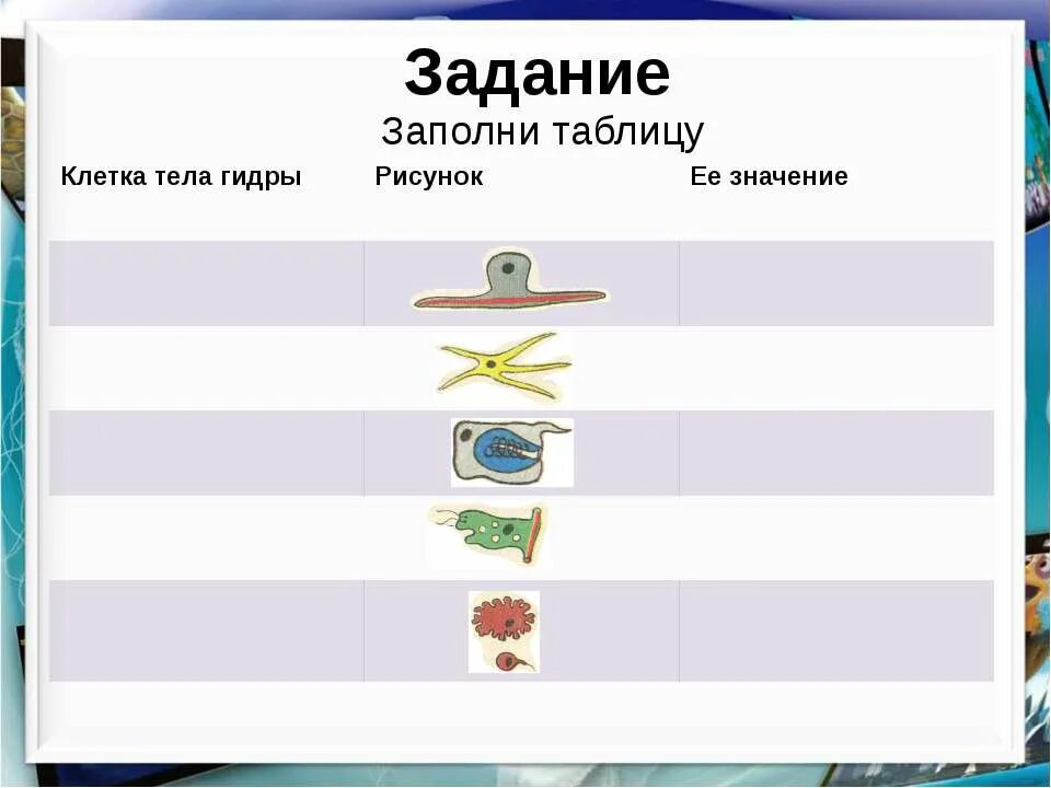 Строение эктодермы кишечнополостных. Функции клеток гидры. Строение гидры кишечнополостные. Клетки эктодермы железистве клетки. Строение энтодермы у гидры.