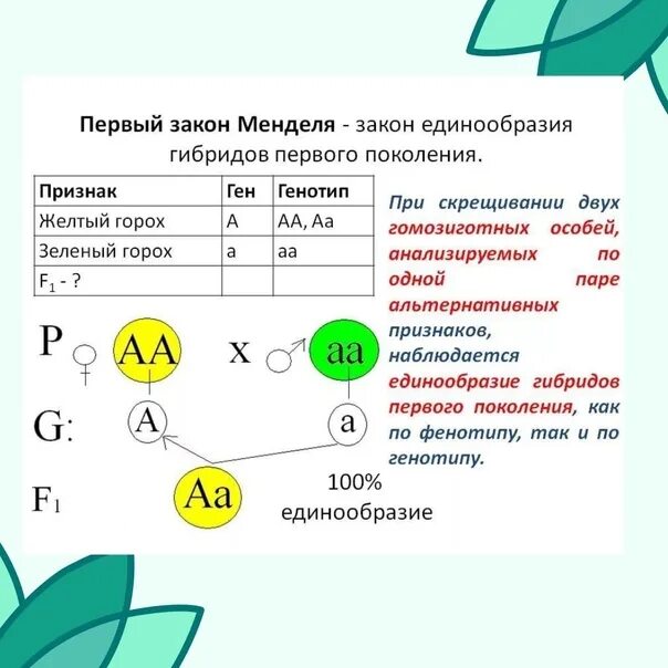 Второй признак менделя. 1 И второй закон Менделя. 2 Закон Менделя генетика. Решение задач по генетике по 1 закону Менделя. Первый и второй закон Менделя схема.