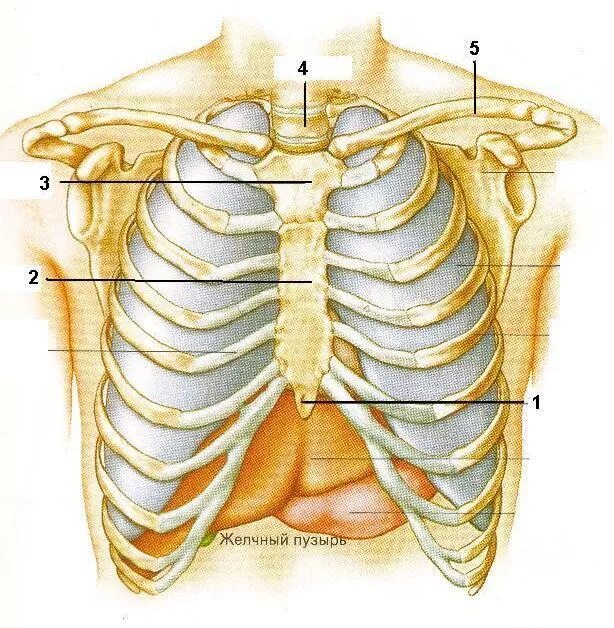При вдохе болят ребра спереди. Скелет человека Грудина мечевидный отросток. Мечевидный отросток грудной клетки человека. Отросток между ребрами спереди. Шишка на грудной клетке спереди.